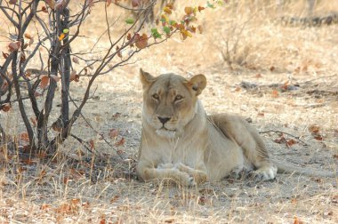 Afrika aslanı Kruger Ulusal Parkı, Güney Afrika