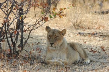 Bir erkek aslan ovada yerde dinleniyor.
