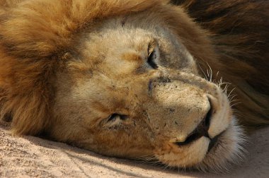 Aslan yerde yatıyor.