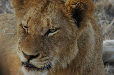 Aslan (panthera leo), Afrika 'nın güneyindeki savananın vahşi doğasında, savananın savanasında bulunur.