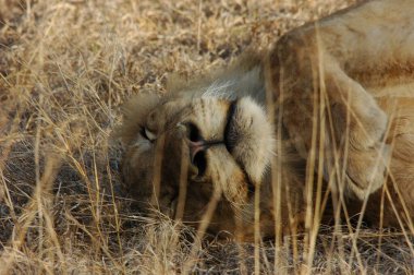 Aslan çim üzerinde yalan