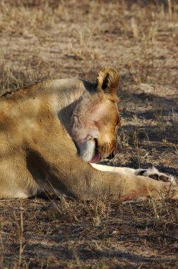 Aslan Kruger National park
