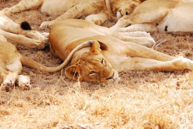 Kenya savanındaki aslan