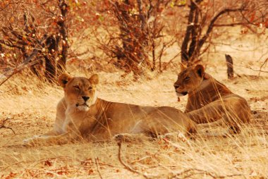 Savannah dişi aslan