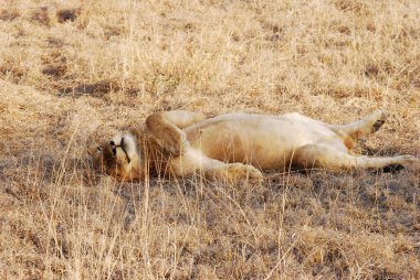 Çimlerin üzerinde yatan bir erkek aslan. yüksek kaliteli fotoğraf