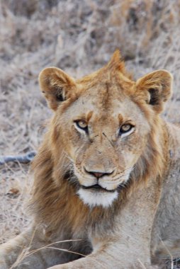 bir aslan Namibya