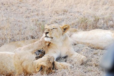 Savananın parkında bir grup aslan.