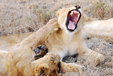 Afrika 'nın bozkırındaki aslan