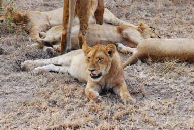 Çim döşeme aslan yavrusu.