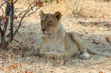 Aslan gölgede dinleniyor