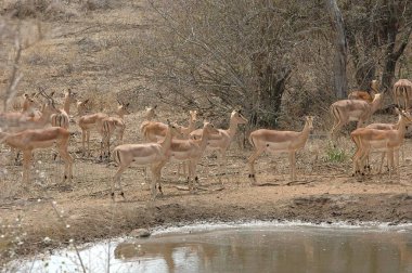 Savanada vahşi bir hayvan sürüsü