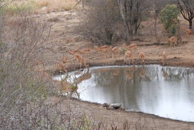 Afrika bozkırlarında vahşi bir geyik sürüsü.