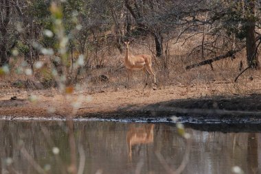 Ormandaki sevimli bir geyiğin yakın plan fotoğrafı.