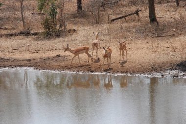 Kruger Ulusal Parkı, Güney Afrika 'daki vahşi su birikintisi..