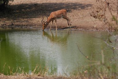 Ulusal Park, Meksika 'da kırmızı geyik (cervus elaphus) içme suyu