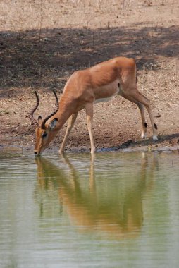 Ormandaki güzel bir geyiğin yakın çekimi.