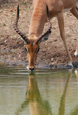 dişi impala sudan su içiyor
