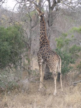 Kenya savanasında zürafa