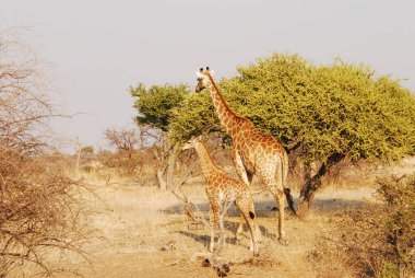Afrika Savannah zürafa