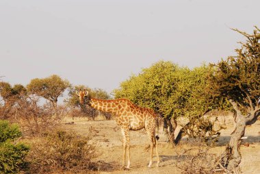 Parkta güzel bir zürafa resmi.