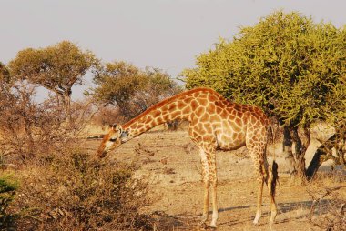 Kenya savanasında zürafa