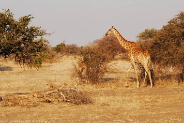 Kenya savanasında zürafa