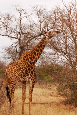 Savanadaki zürafa, Kenya