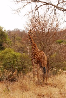 Savanadaki zürafa, Afrika