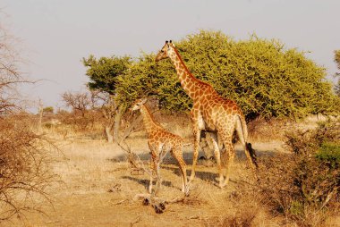 Zürafa, zürafa camelopardalis, kurak ağaçta, namibya