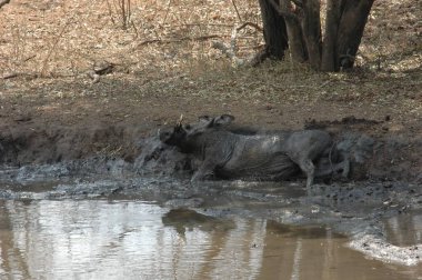 Suda tatlı bir bufalonun yakın plan fotoğrafı.