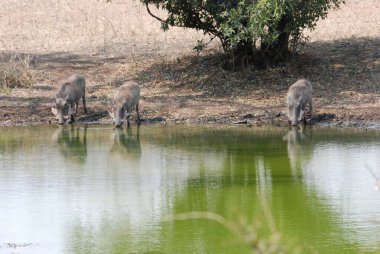 Parktaki sevimli bir geyiğin yakın plan fotoğrafı.