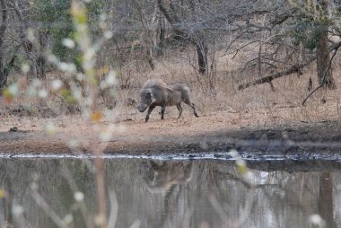 Afrika Bizonu Güney Afrika 'daki Kruger Park' ında.