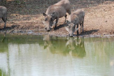 Göldeki yaban domuzu