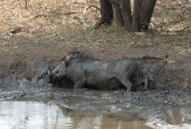 Afrika Bizonu Güney Afrika 'daki Kruger Ulusal Parkı' nda.