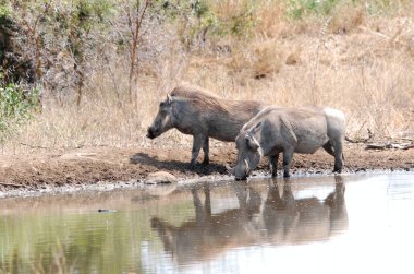 Vahşi hayvanlar, seçici odaklanma