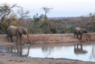 Afrika filleri Güney Afrika 'daki Kruger Ulusal Parkı' nda su içiyorlar.