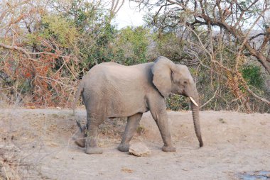 Kruger Park 'taki Afrika fili