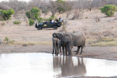 Afrikalı bir aile nehrin su birikintisinde, Loxodonana africana