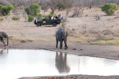 Afrika savanasındaki su birikintisinde bir grup fil.