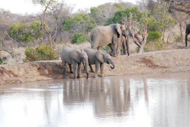 Bir su birikintisinde Afrika fili