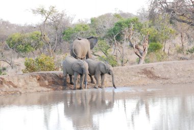 Güney Afrika Kruger Ulusal Parkı 'ndaki Afrika filleri.,