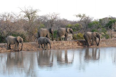 Güney Afrika 'daki Kruger Ulusal Parkı' nda fil içme suyu.