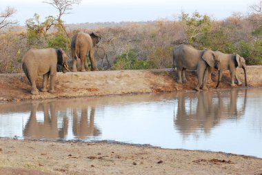Filler etkin Milli Parkı, Namibia