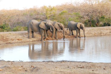 Savannah Afrika filleri