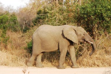 Savanada yürüyen büyük bir fil