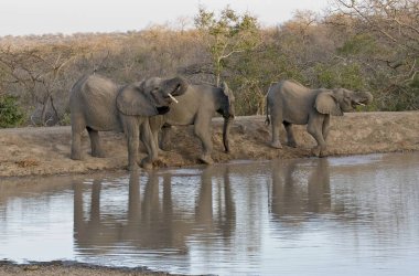Güney Afrika Kruger Ulusal Parkı 'ndaki Afrika filleri.