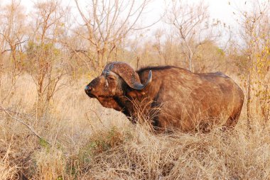 Afrika vahşi bufalosu, Afrika bufalosu