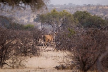 Savanada bir dişi geyiğin yakın çekimi.