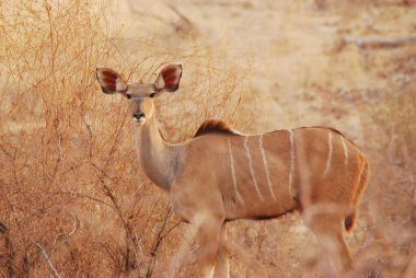 Ormandaki güzel bir geyik manzarası.