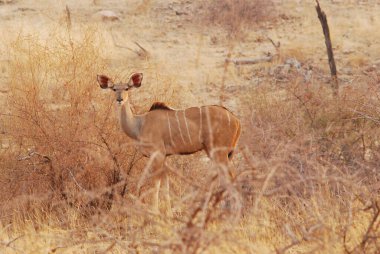 Impala Afrika bozkırlarında vahşi doğada